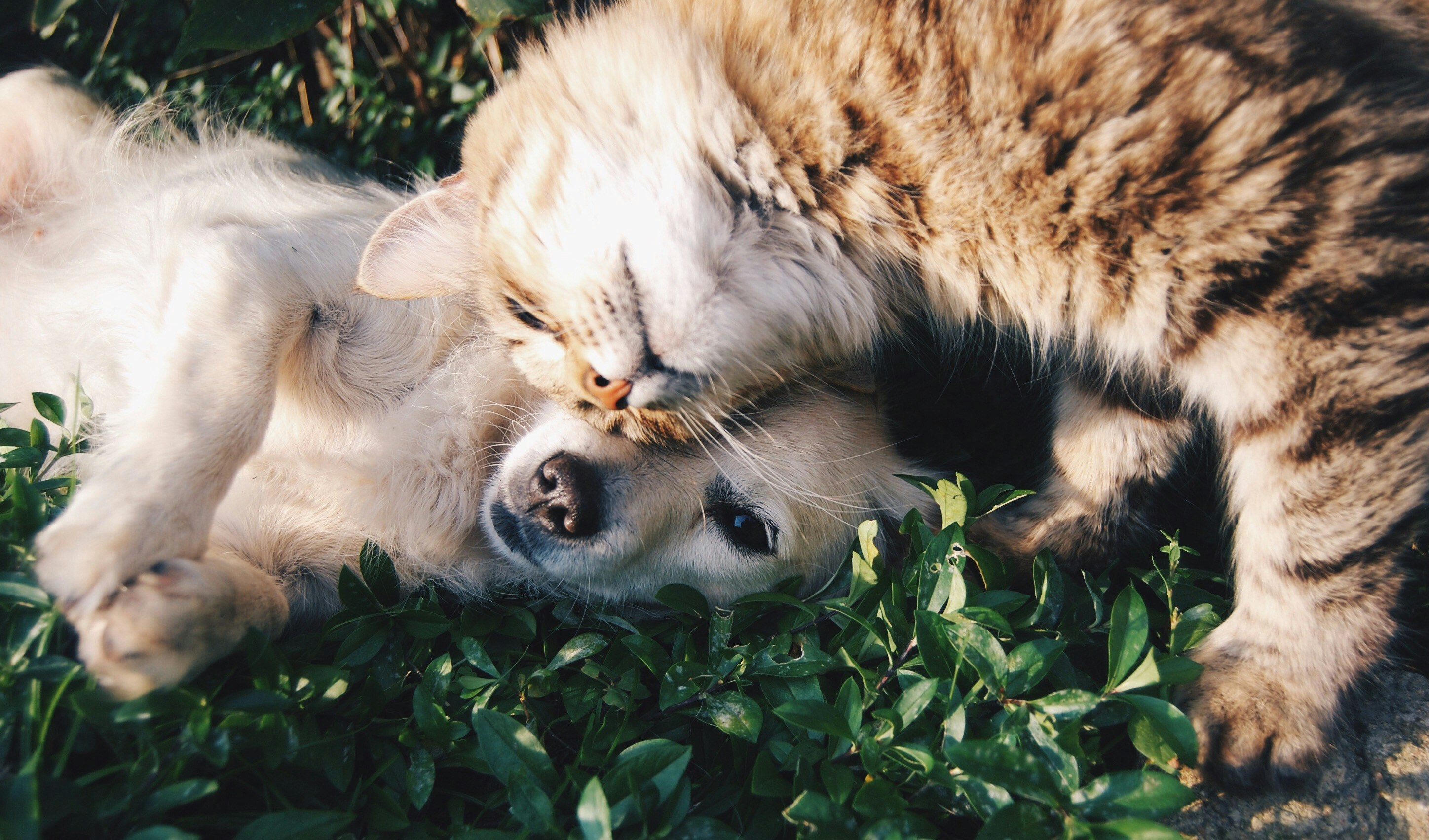 codice a barre per animali domestici.jpg